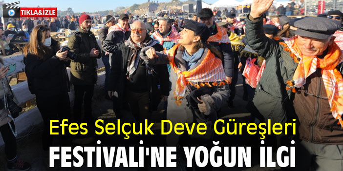 Efes Selçuk Deve Güreşleri Festivali'ne yoğun ilgi