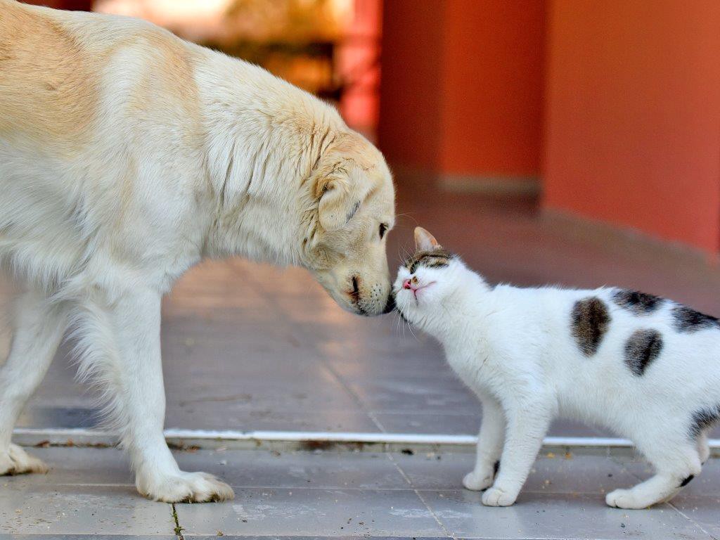 Pro Plan Kampanyalı Kedi Köpek Mamaları İndirimli Fiyattan Kurye Mama Sitesinde
