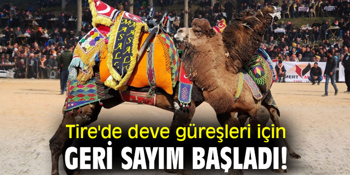 Tire'de deve güreşleri için geri sayım başladı!