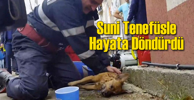 Suni Tenefüsle Köpeği Hayata Döndürdü
