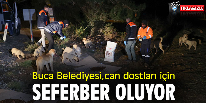 Buca Belediyesi, can dostları için seferber oluyor
