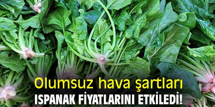 Olumsuz hava şartları ıspanak fiyatlarını etkiledi!