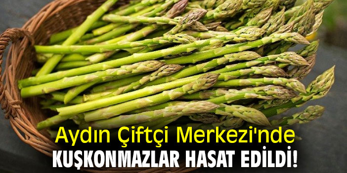 Aydın Çiftçi Merkezi'nde kuşkonmazlar hasat edildi!