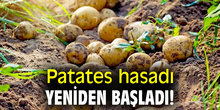 Patates hasadı yeniden başladı!