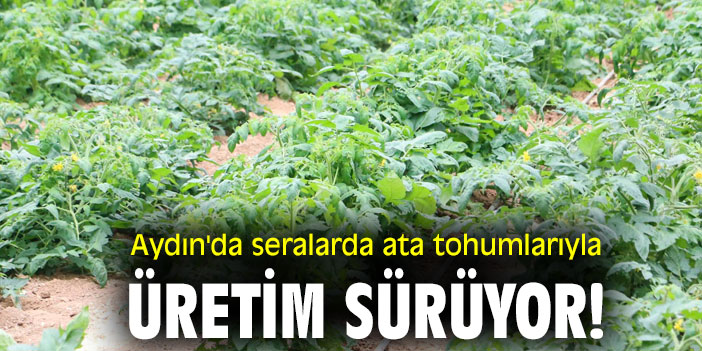 Aydın'da seralarda ata tohumlarıyla üretim sürüyor!