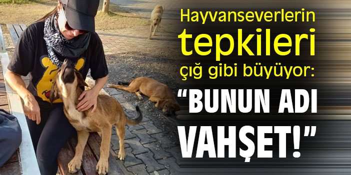 Hayvanseverlerin tepkileri çığ gibi büyüyor: “Bunun adı vahşet!”