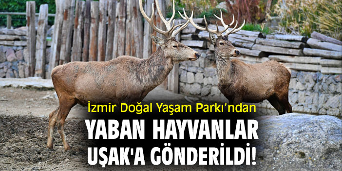 İzmir Doğal Yaşam Parkı’ndan yaban hayvanlar Uşak'a gönderildi!