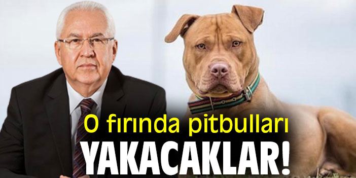 O fırında pitbulları yakacaklar!