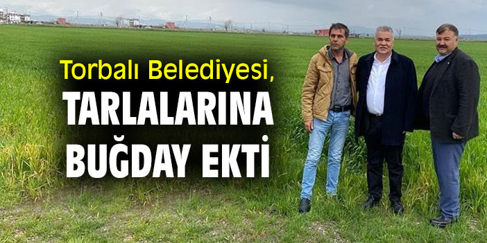 Torbalı Belediyesi, tarlalarına buğday ekti