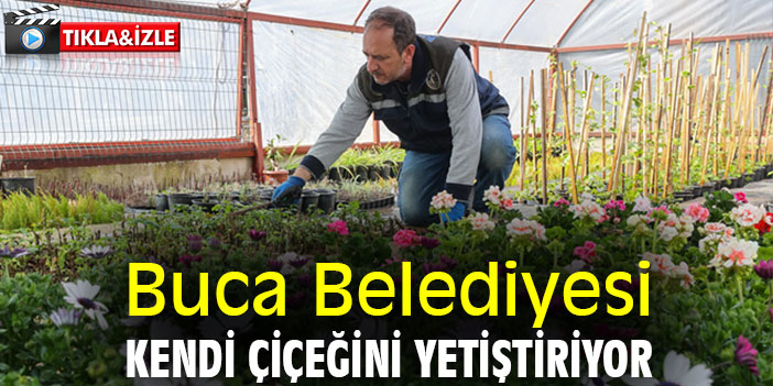Buca Belediyesi, kendi çiçeğini yetiştiriyor