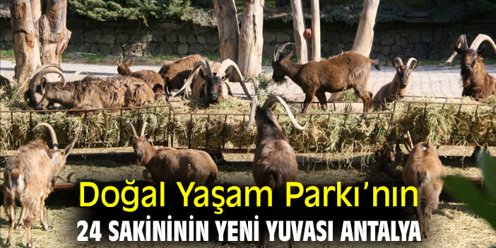 Doğal Yaşam Parkı’nın 24 sakininin yeni yuvası Antalya