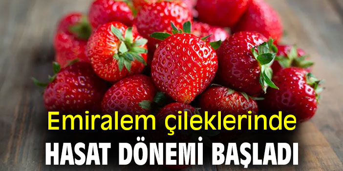 Emiralem çileklerinde hasat dönemi başladı