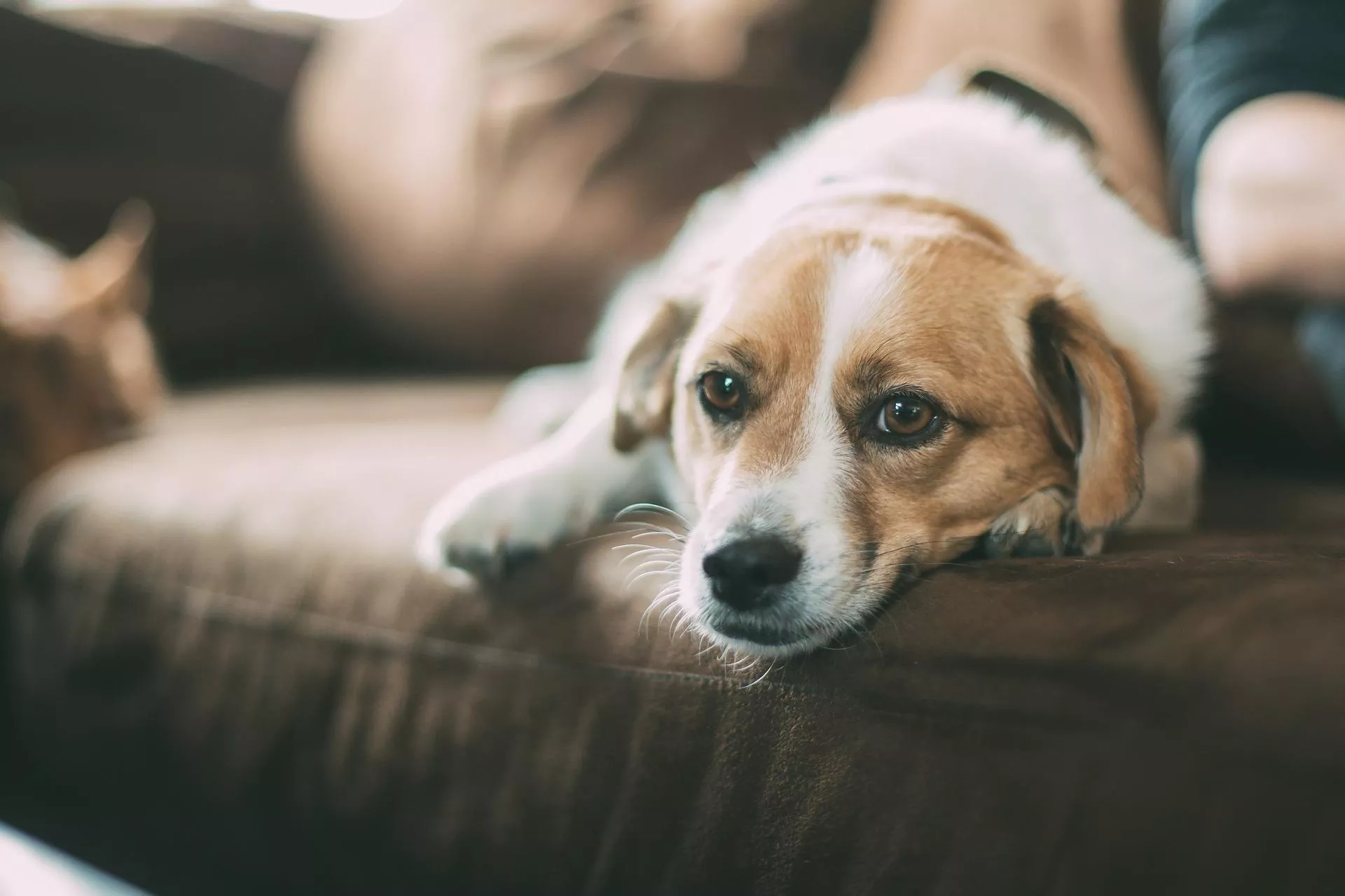 İşte baharda köpeğiniz için tehlikeli olabilecek bitkiler!