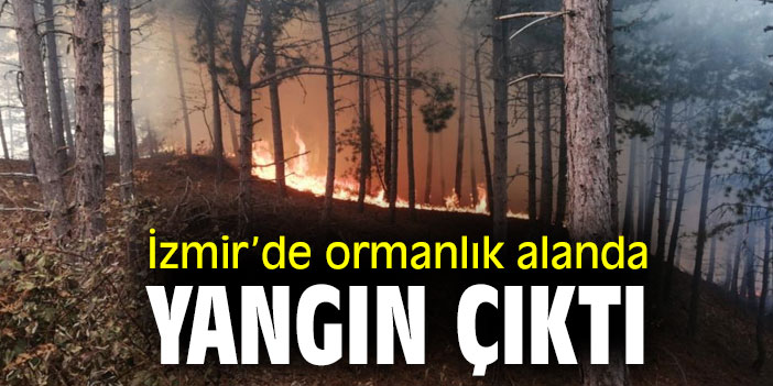 İzmir’de ormanlık alanda yangın çıktı