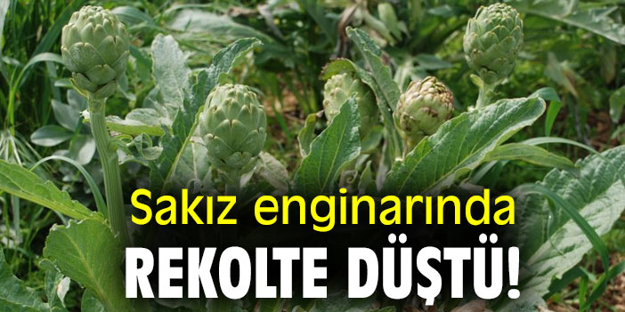 Sakız enginarında rekolte düştü!