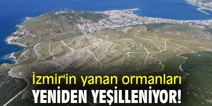 İzmir'in yanan ormanları, yeniden yeşilleniyor!