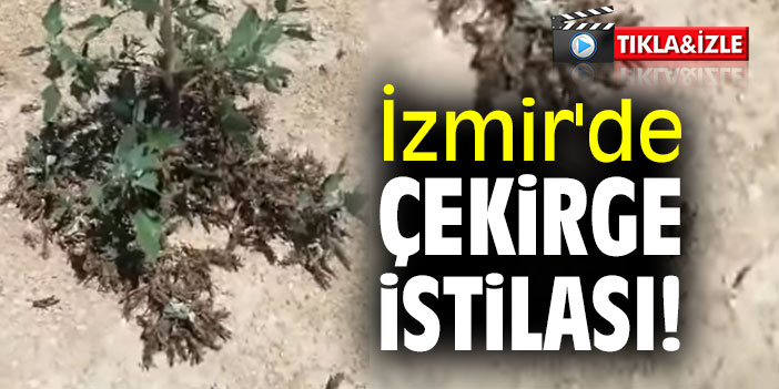İzmir'de çekirge istilası!