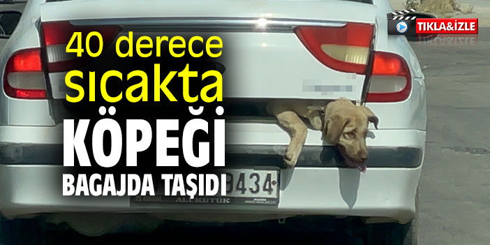 Yürek sızlatan görüntü! 40 derece sıcakta köpeği bagajda taşıdı