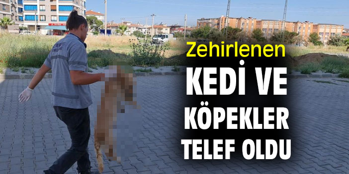 Zehirlenen kedi ve köpekler telef oldu