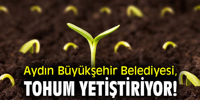 Aydın Büyükşehir Belediyesi, tohum yetiştiriyor!