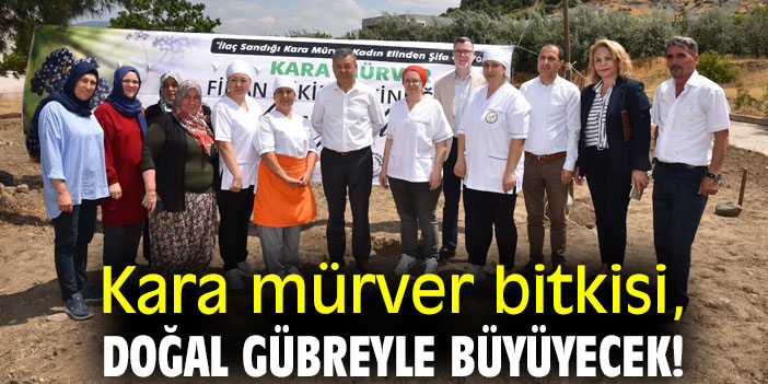 Kara mürver bitkisi, doğal gübreyle büyüyecek!