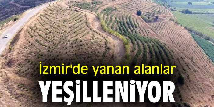 İzmir'de yanan alanlar yeşilleniyor
