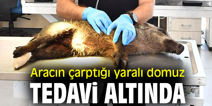 Aracın çarptığı yaralı domuz tedavi altında