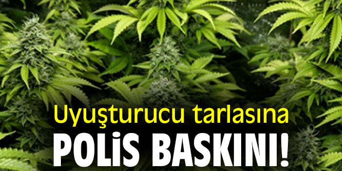Uyuşturucu tarlasına polis baskını!