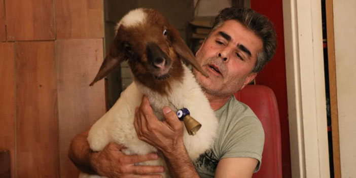 Annesi ölen kuzuya, bebek gibi bakıyor
