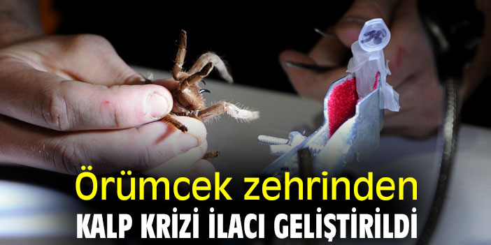 Örümcek zehrinden kalp krizi ilacı geliştirildi