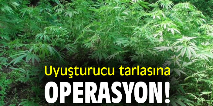 Uyuşturucu tarlasına operasyon!