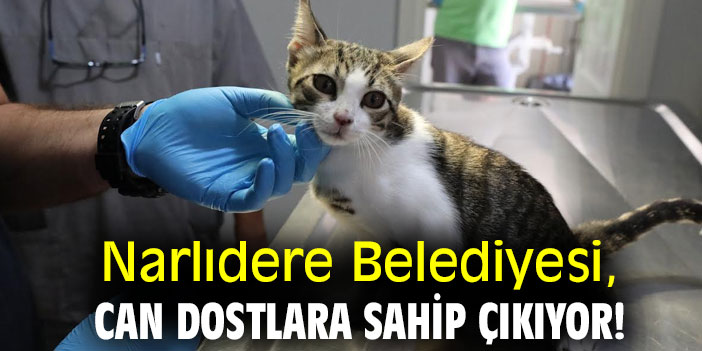 Narlıdere Belediyesi, can dostlara sahip çıkıyor!