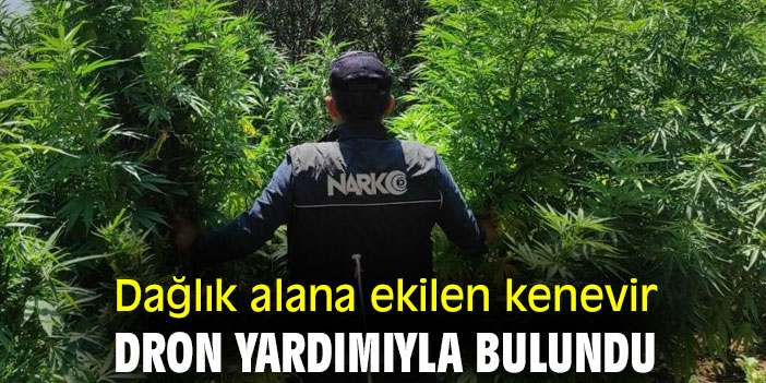 Dağlık alana ekilen kenevir dron yardımıyla bulundu