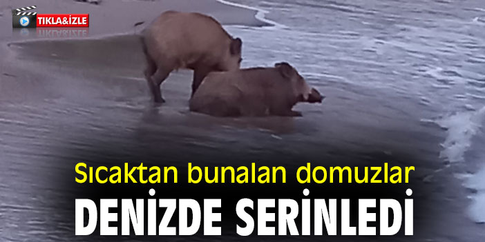 Sıcaktan bunalan domuzlar denizde serinledi