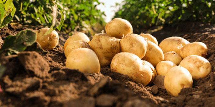 Patates, üreticinin yüzünü güldürdü
