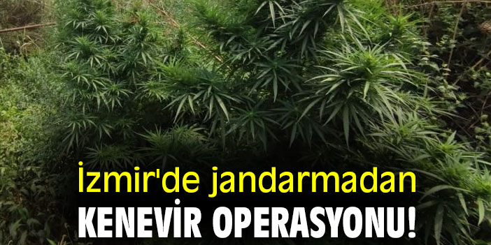 İzmir'de jandarmadan kenevir operasyonu!