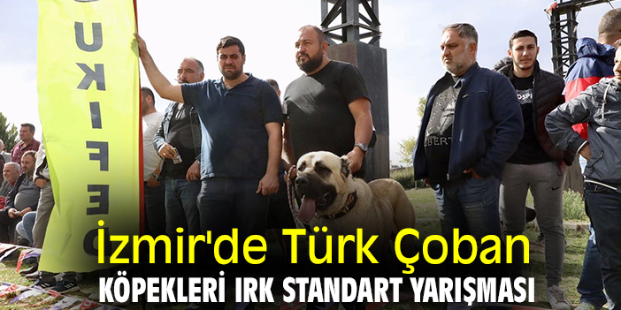 İzmir'de Türk Çoban Köpekleri Irk Standart Yarışması