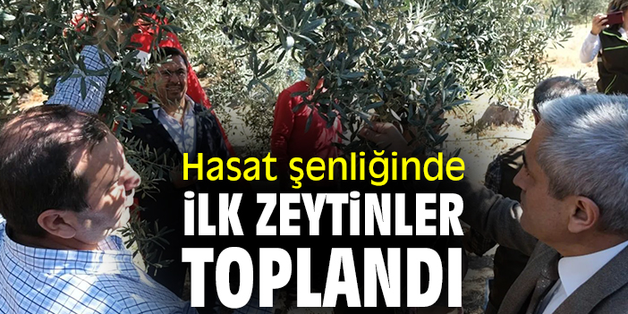 Hasat şenliğinde ilk zeytinler toplandı