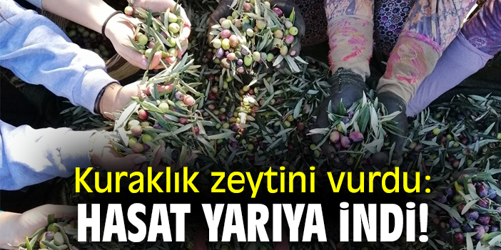 Kuraklık zeytini vurdu: Hasat yarıya indi!