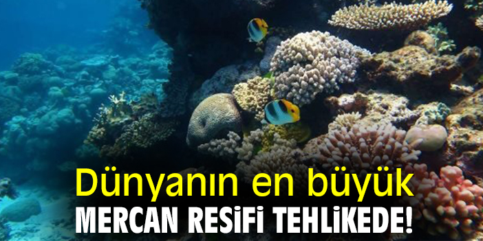 Dünyanın en büyük mercan resifi tehlikede!