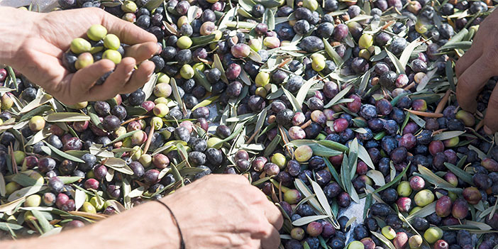 Tatilde zeytin hasadı yaptılar