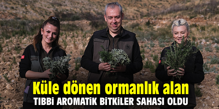 Küle dönen ormanlık alan tıbbi aromatik bitkiler sahası oldu