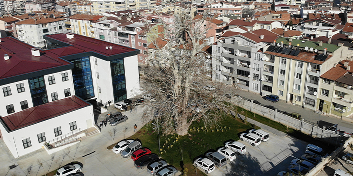 5 asırlık çınar koruma altında