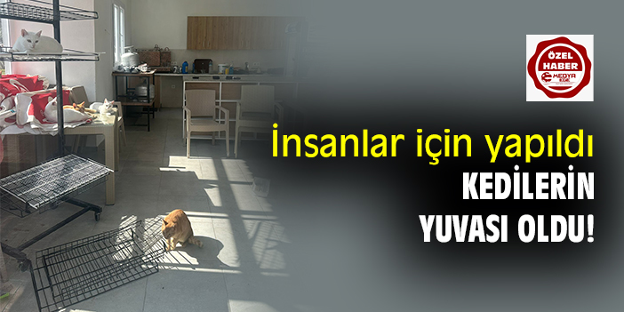 İnsanlar için yapıldı kedilerin yuvası oldu!
