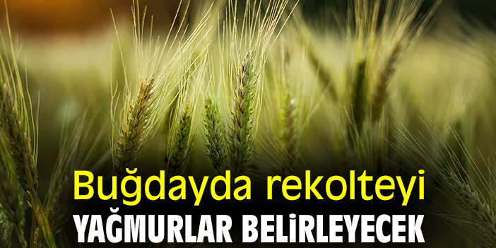 Buğdayda rekolteyi yağmurlar belirleyecek