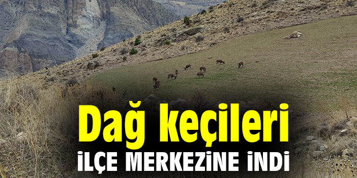 Dağ keçileri ilçe merkezine indi
