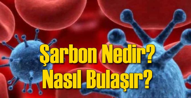 Sarbon Nedir Nasil Bulasir