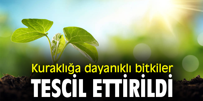 Kuraklığa dayanıklı bitkiler tescil ettirildi