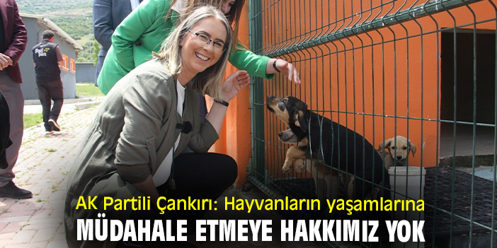 AK Partili Çankırı: Hayvanların yaşamlarına müdahale etmeye hakkımız yok