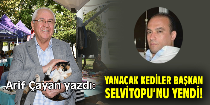 Yanacak kediler Başkan Selvitopu’nu yendi!